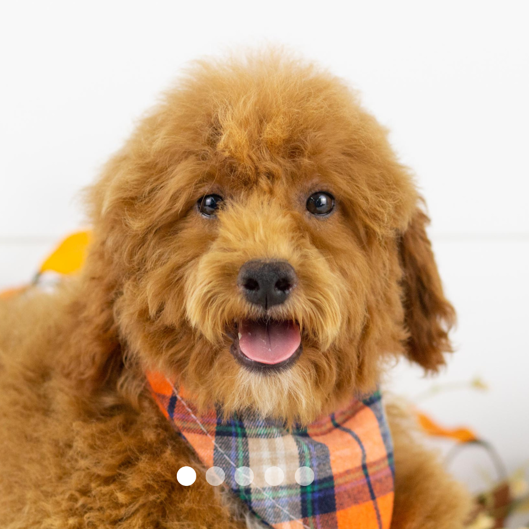 Copy of FBP Design.png