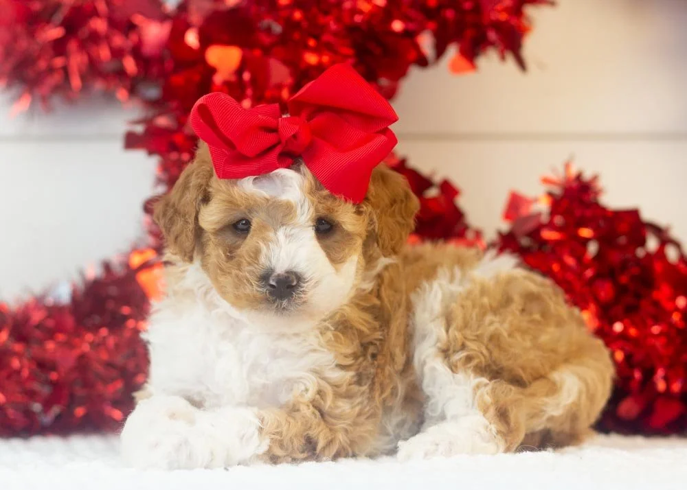 Denali goldendoodle for sale.jpg