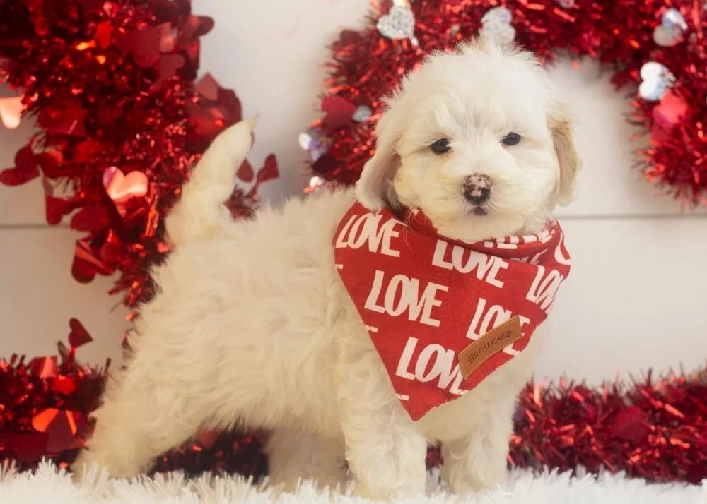 Lucky goldendoodle for sale(2).jpg