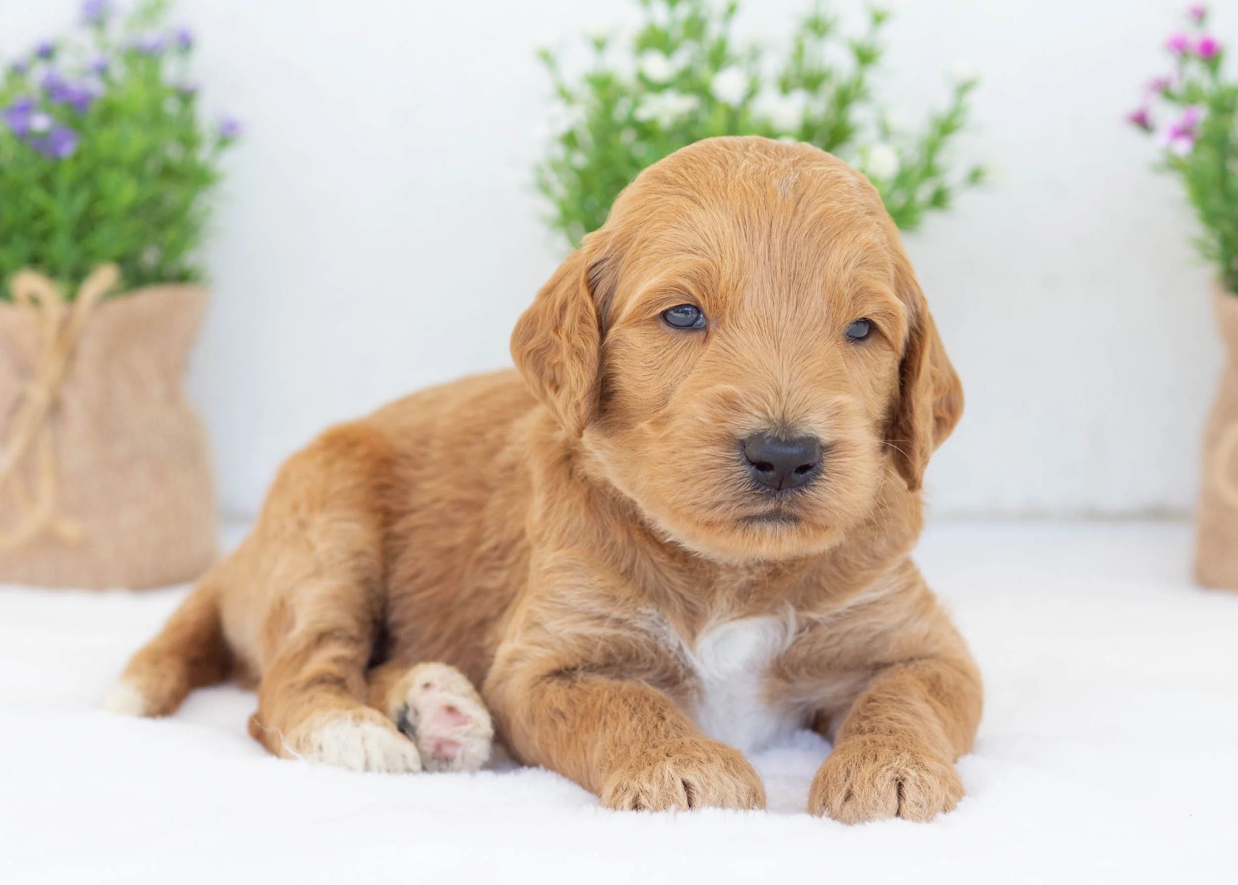 Fred goldendoodle for sale7(1).jpg