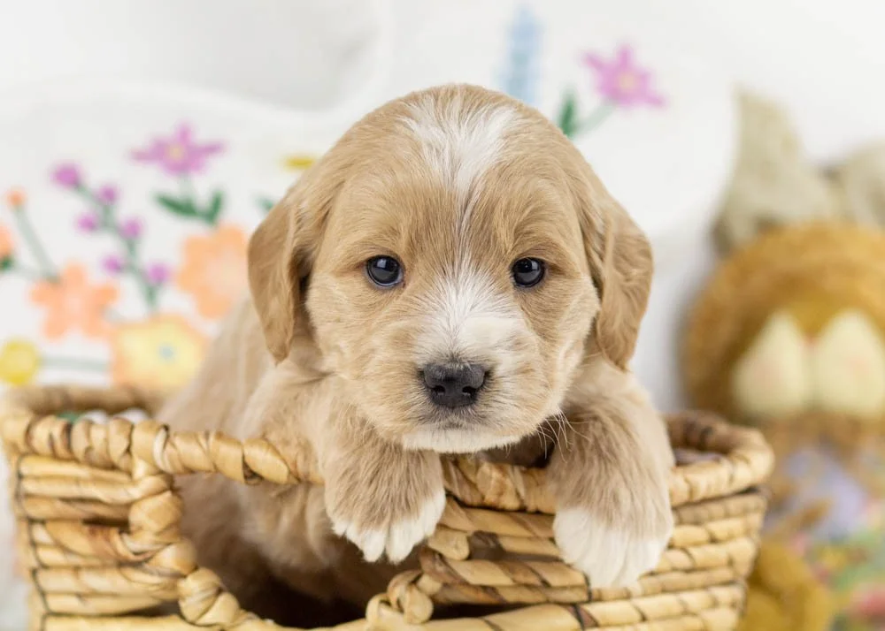 Ross goldendoodle for sale(1).jpg