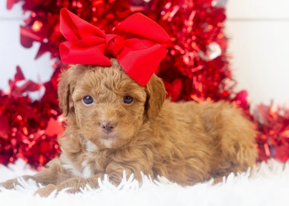 L Bontrager 12-15-25 Peach 2.18.jpg