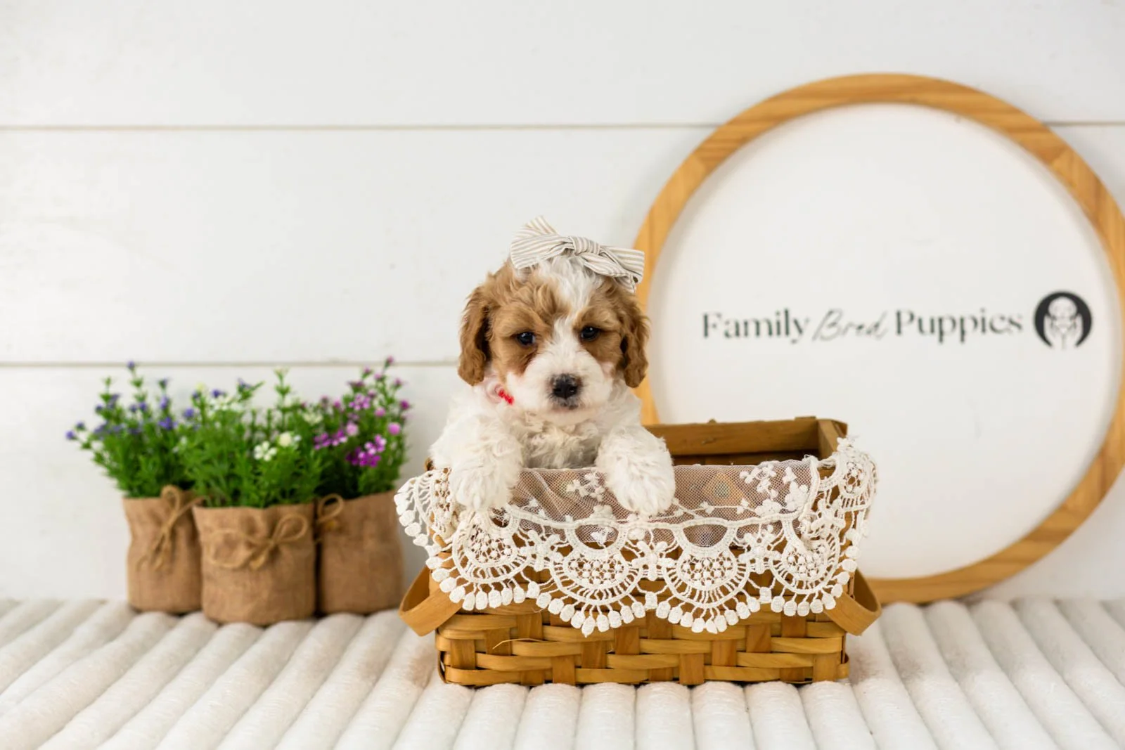 Dixie goldendoodle for sale(4).jpg