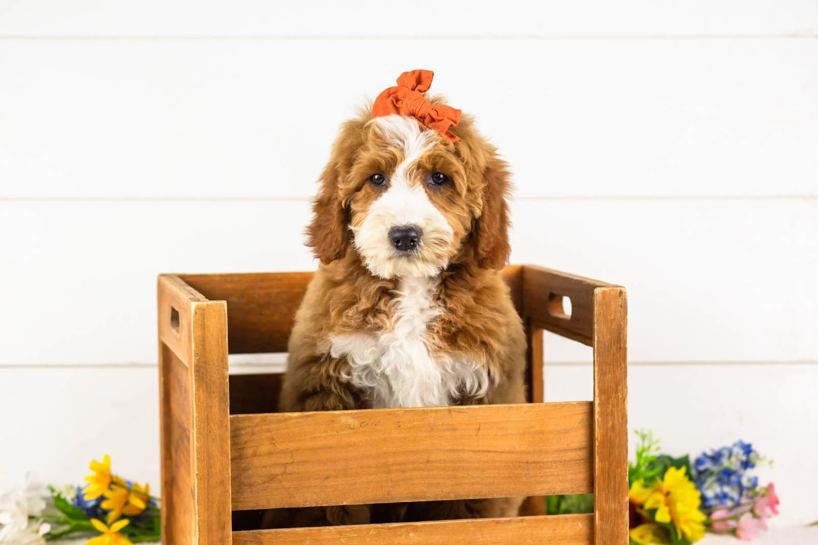 brenda goldendoodle for sale(2).jpg
