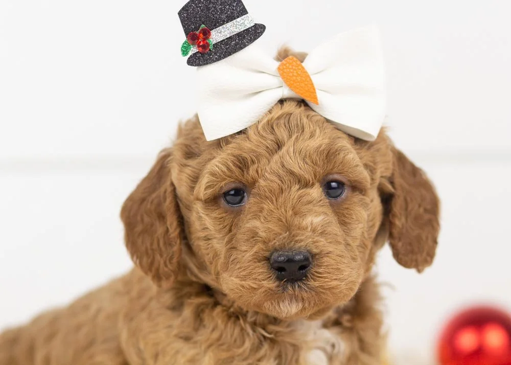 Glinda goldendoodle for sale(1).jpg