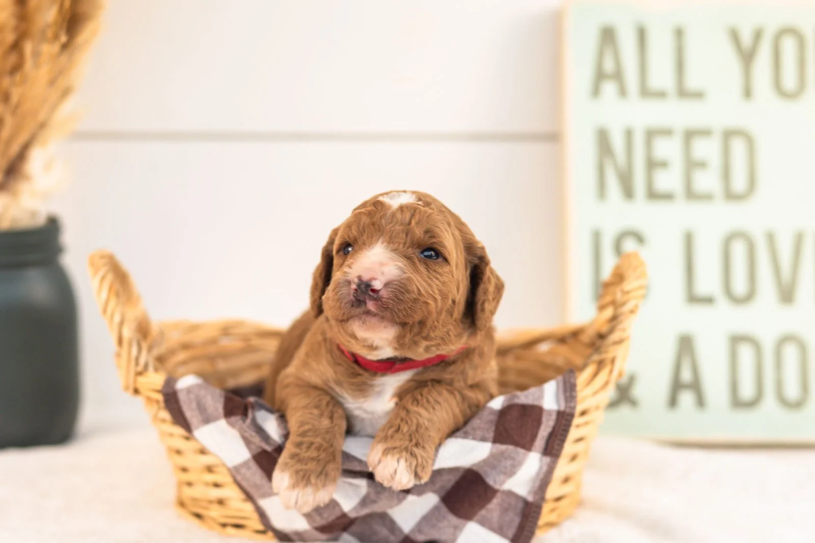 Evelyn goldendoodle for sale(3).jpg