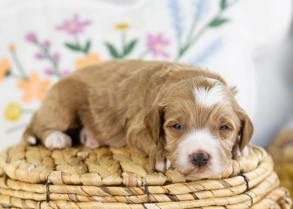 fisher goldendoodle for sale(1).jpg