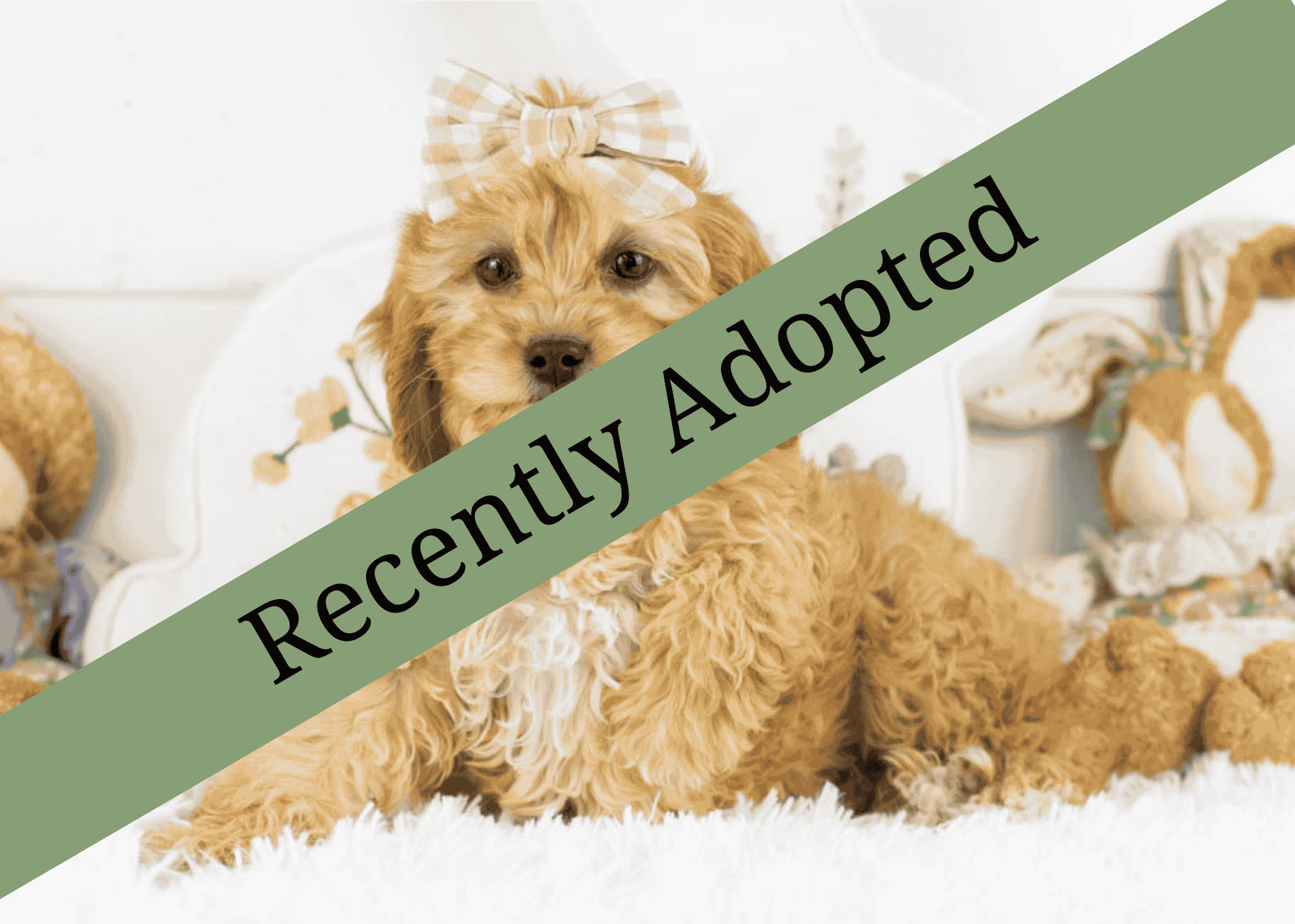 goldendoodle for sale