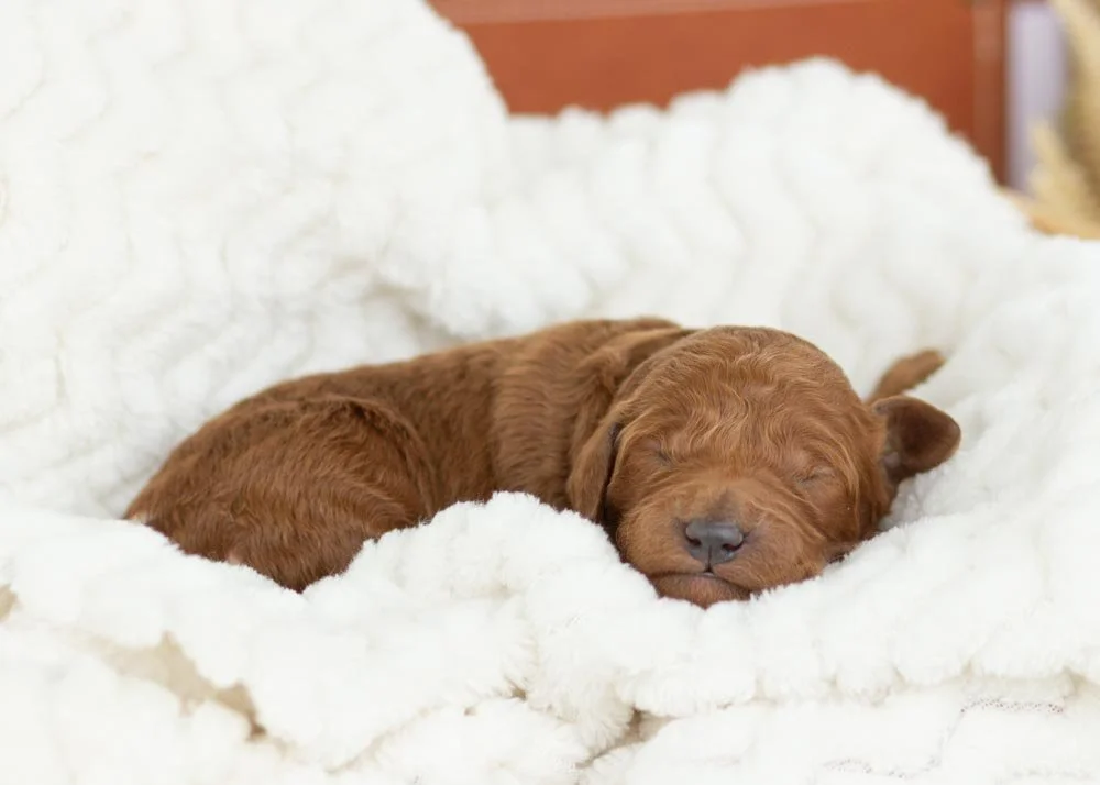 Grinch Goldendoodle for sale.jpg