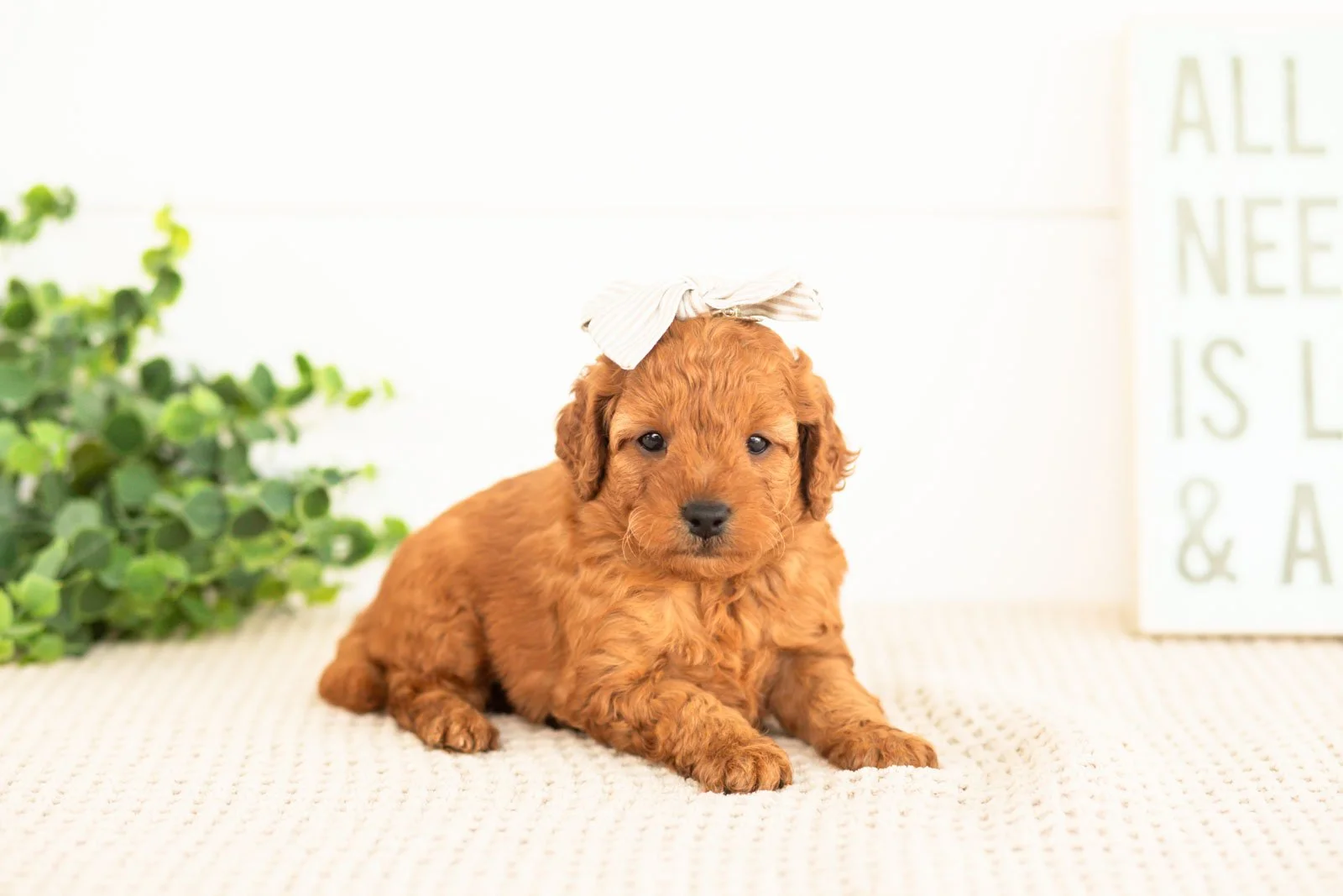 Tweed goldendoodle for sale(1).jpg