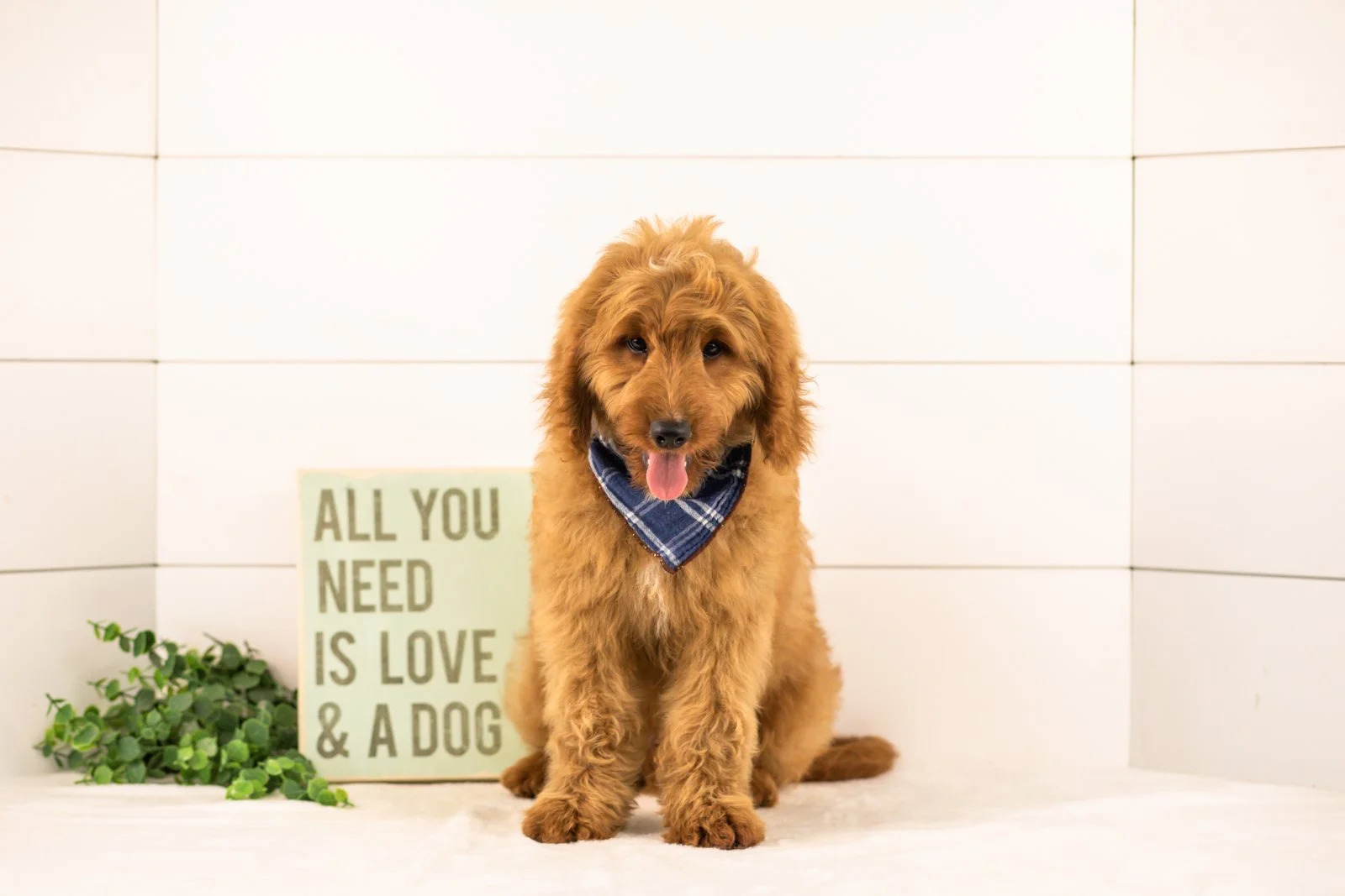 Phil goldendoodle for sale.jpg