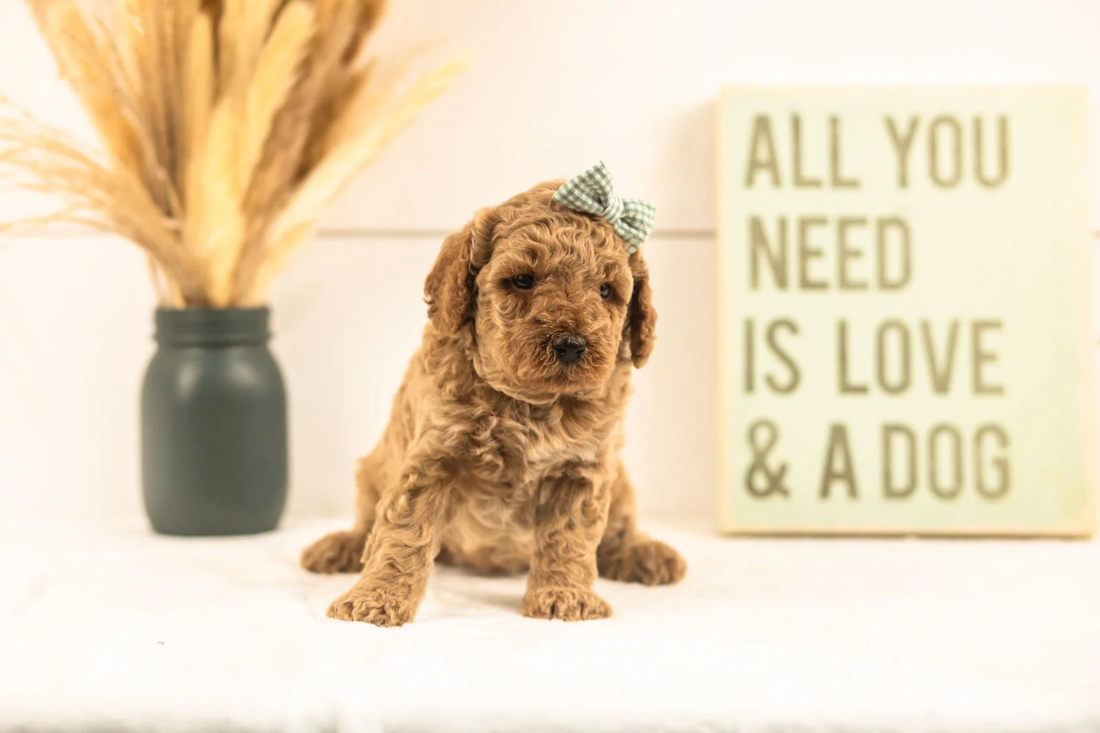 Lily goldendoodle for sale(3).jpg