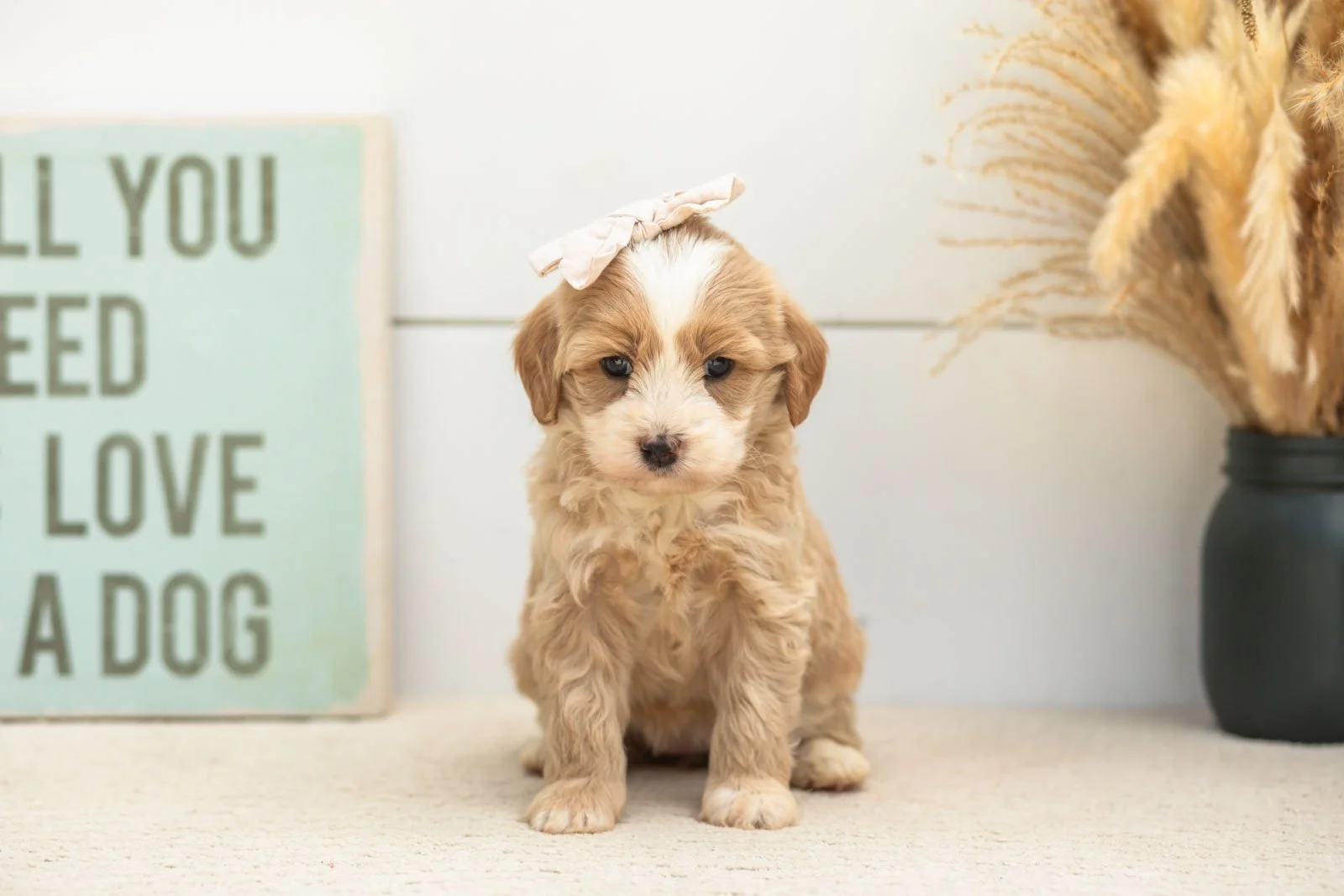 Indigo goldendoodle for sale(2).jpg