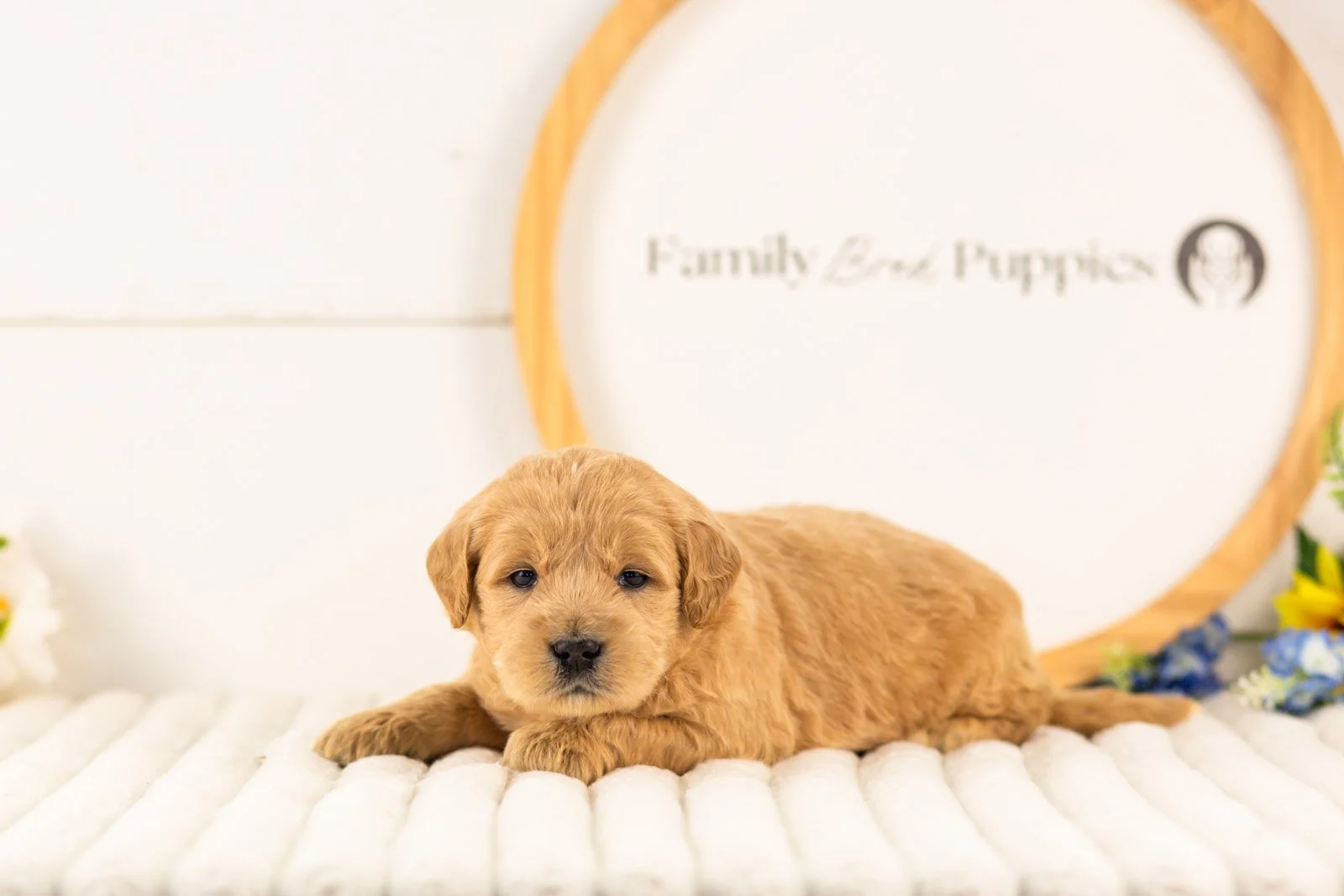 aragorn goldendoodle for sale(2).jpg