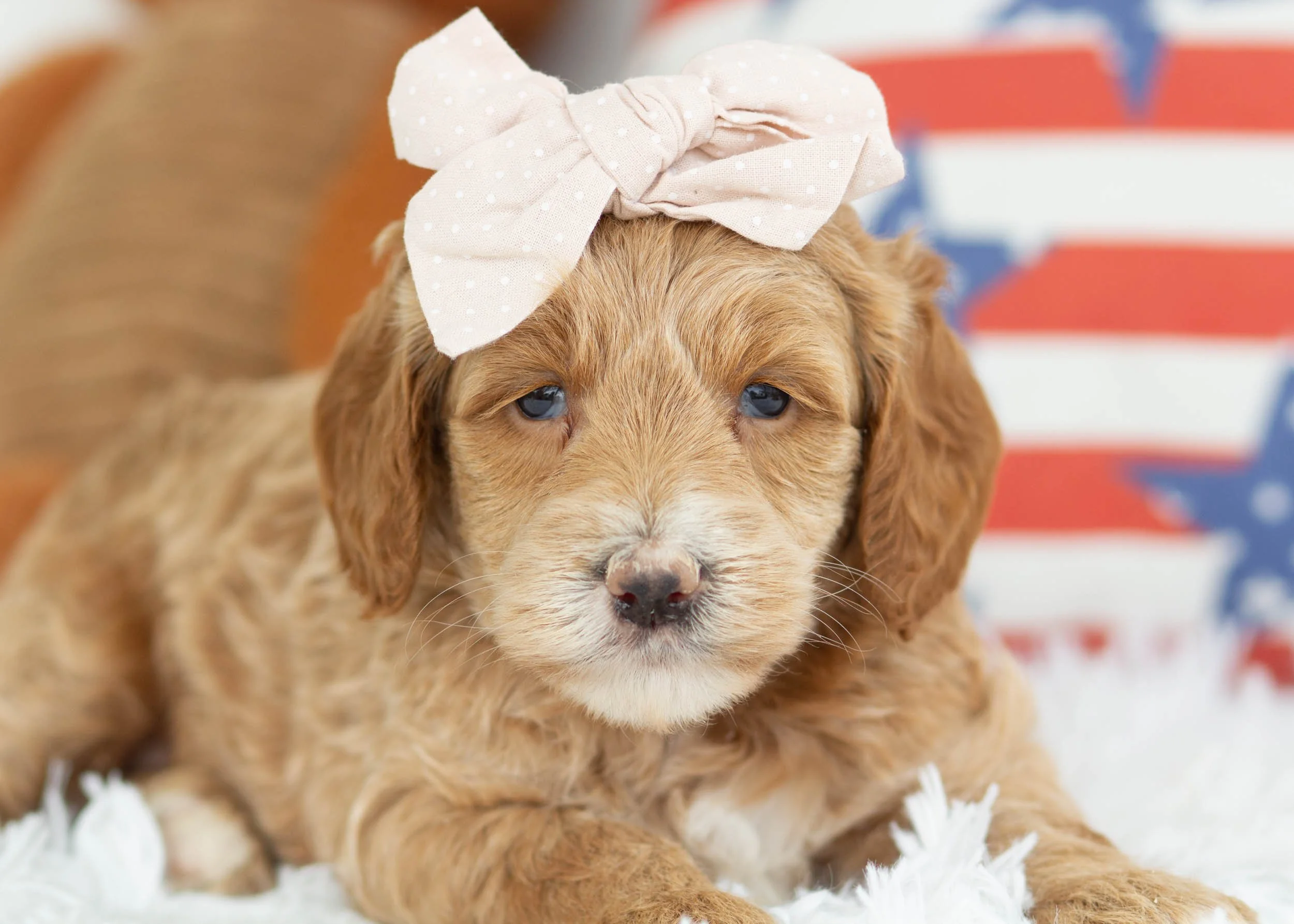 Americano Goldendoodle For Sale(2).jpg