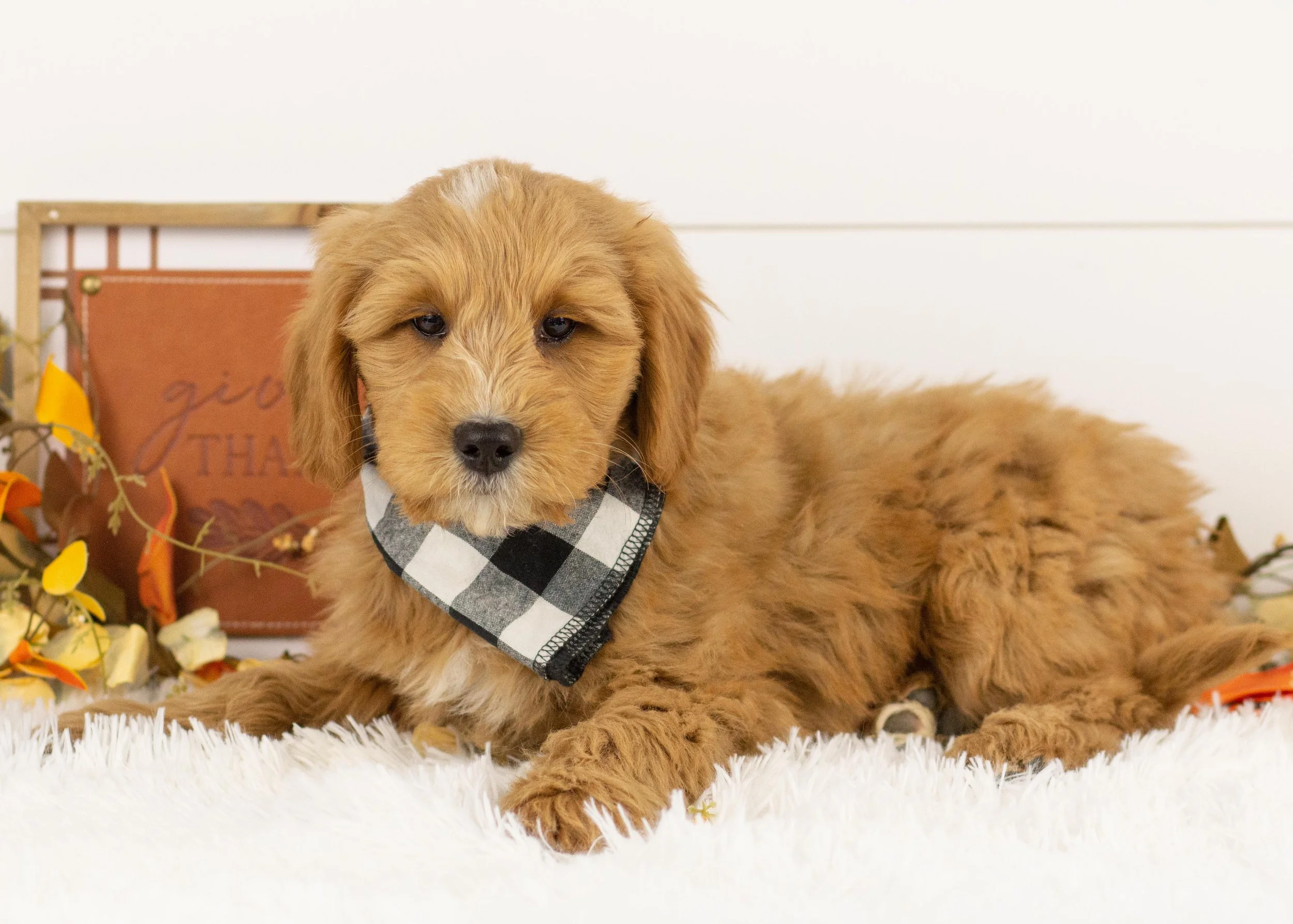 Walker goldendoodle for sale.jpg