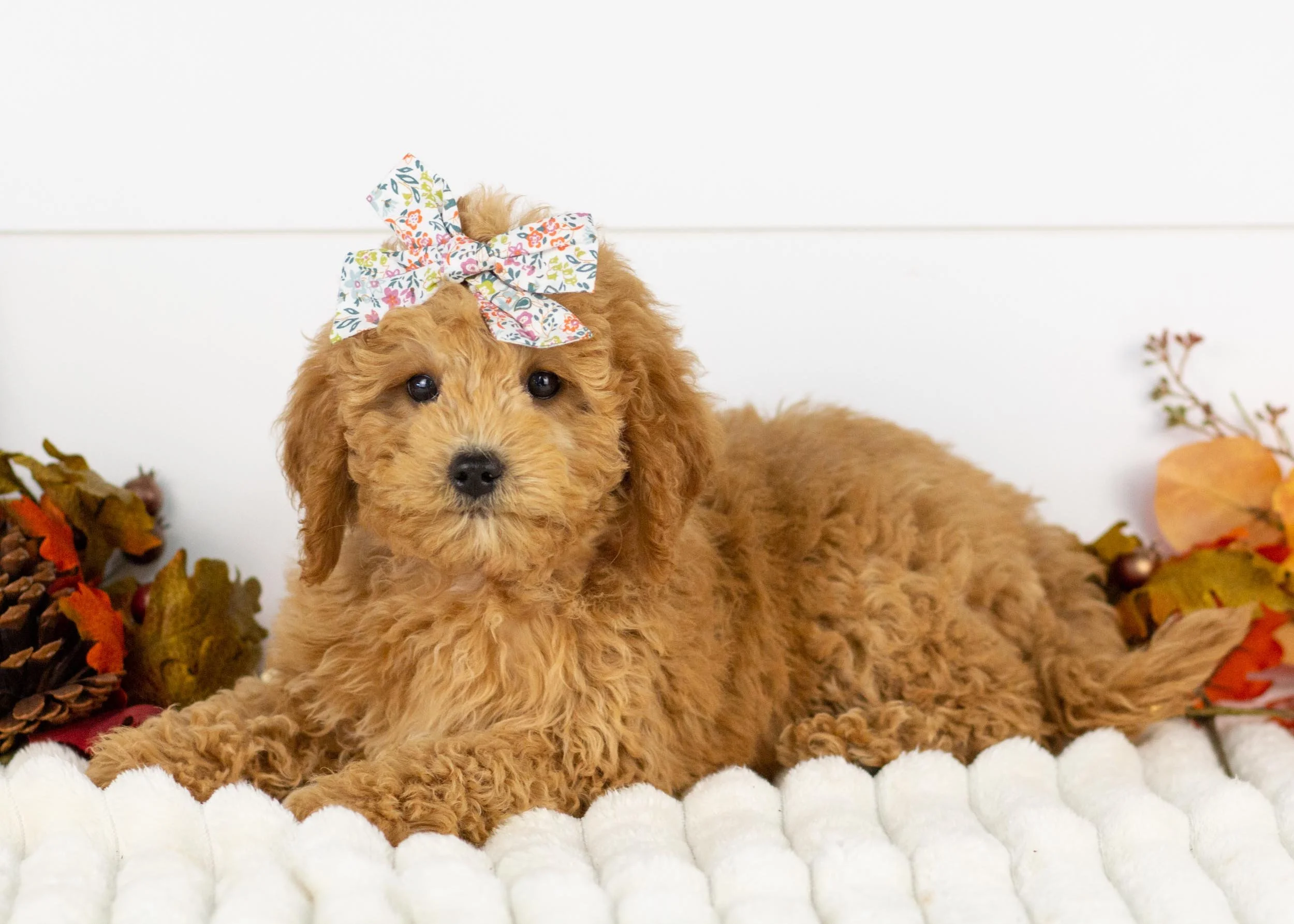 Bella goldendoodle for sale(2).jpg