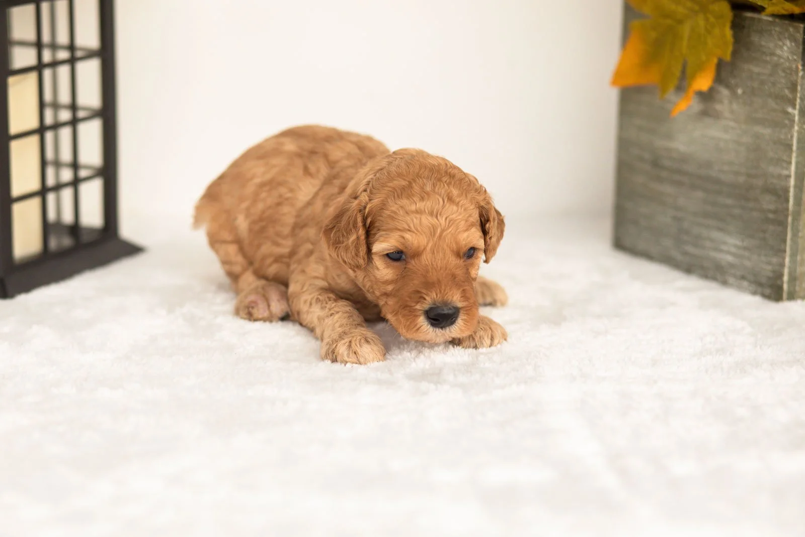 Jasper goldendoodle for sale(4).jpg