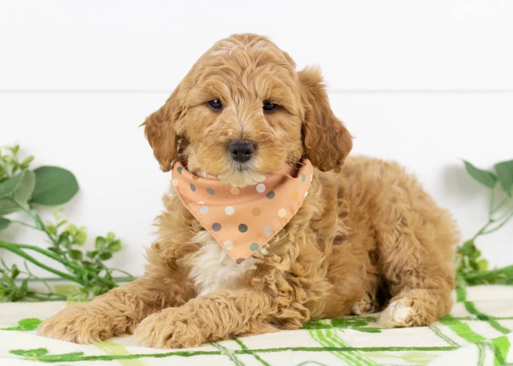 goldendoodle for sale