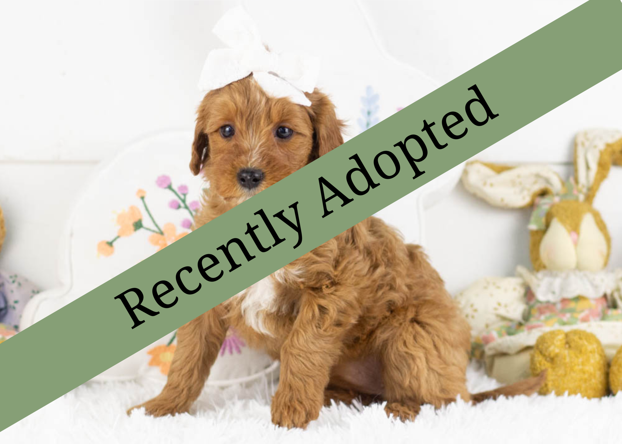 goldendoodle for sale