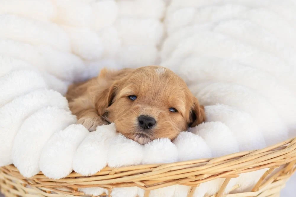 pecan pie goldendoodle for sale.jpg