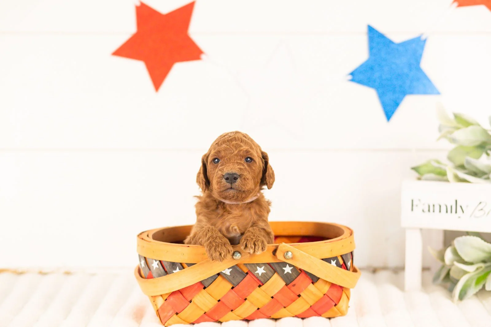 Zion goldendoodle for sale(4).jpg