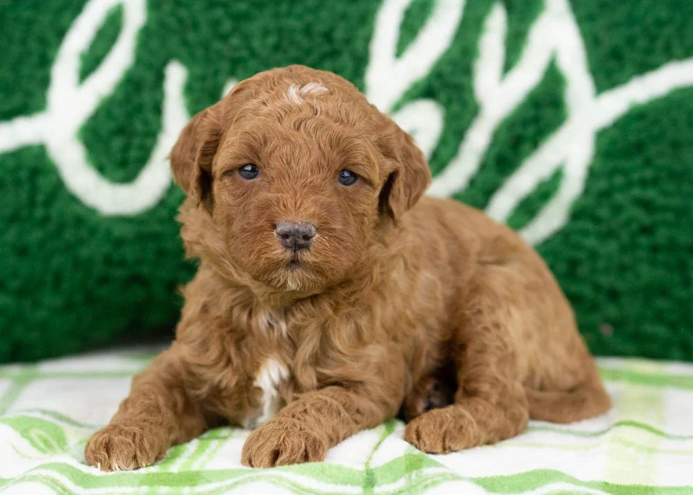 Hopper goldendoodle for sale(2).jpg