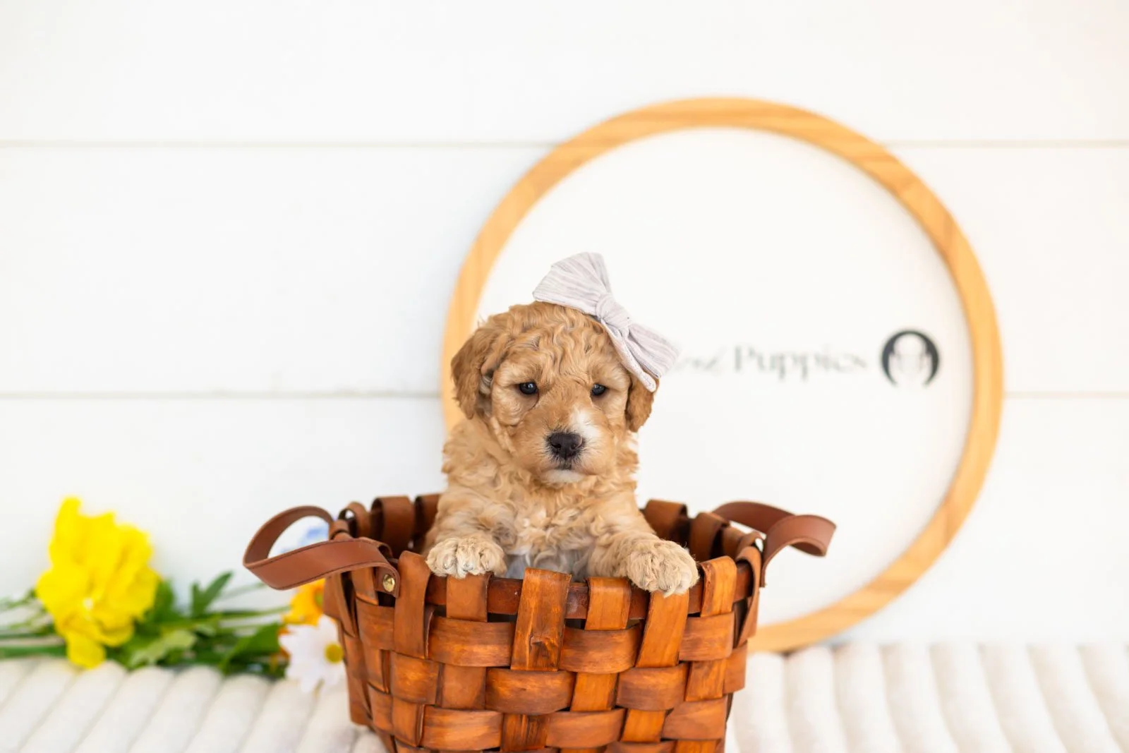 sybil goldendoodle for sale(4).jpg