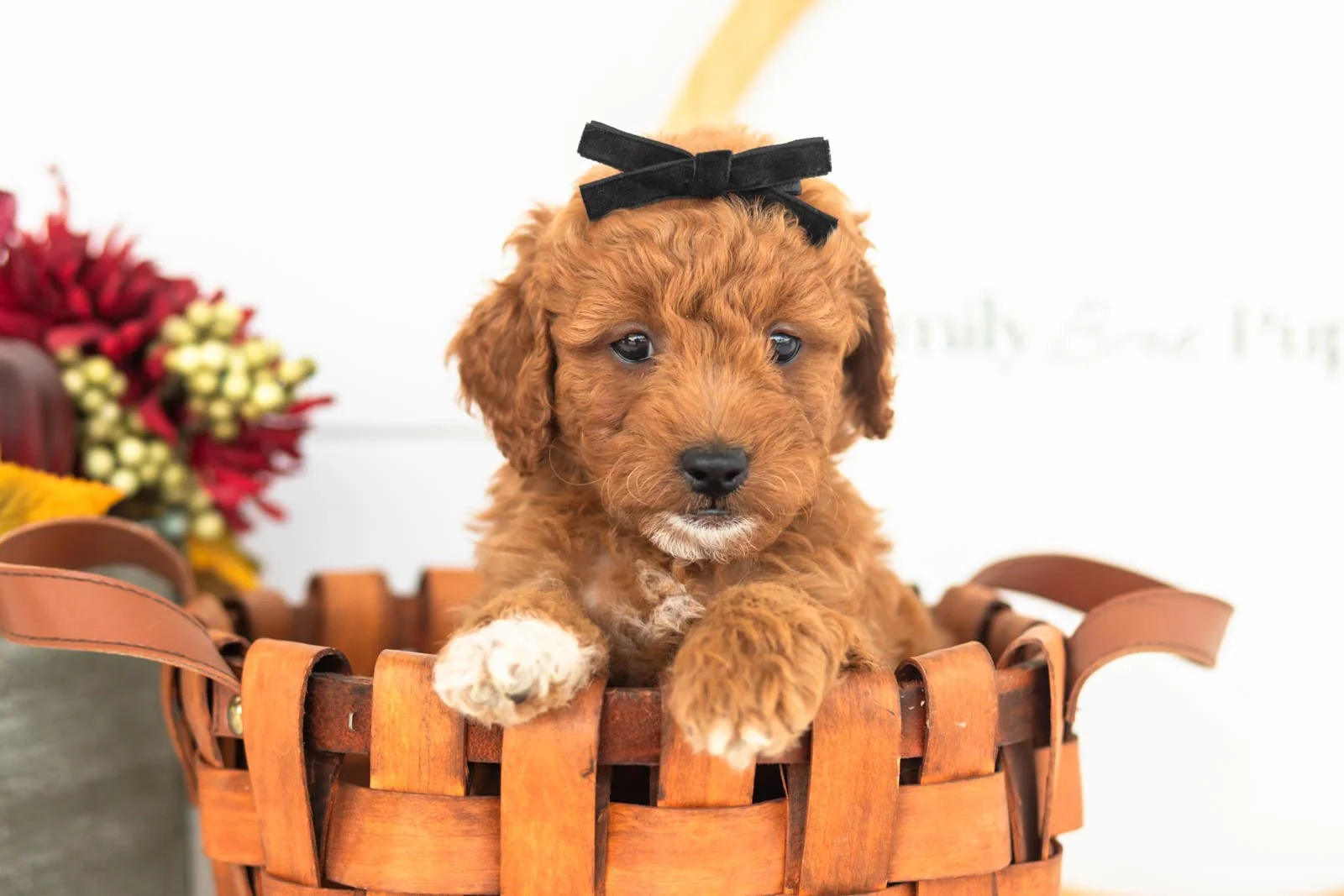 Chiffon goldendoodle for sale(3).jpg