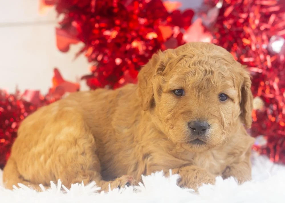 Mila goldendoodle for sale(2).jpg
