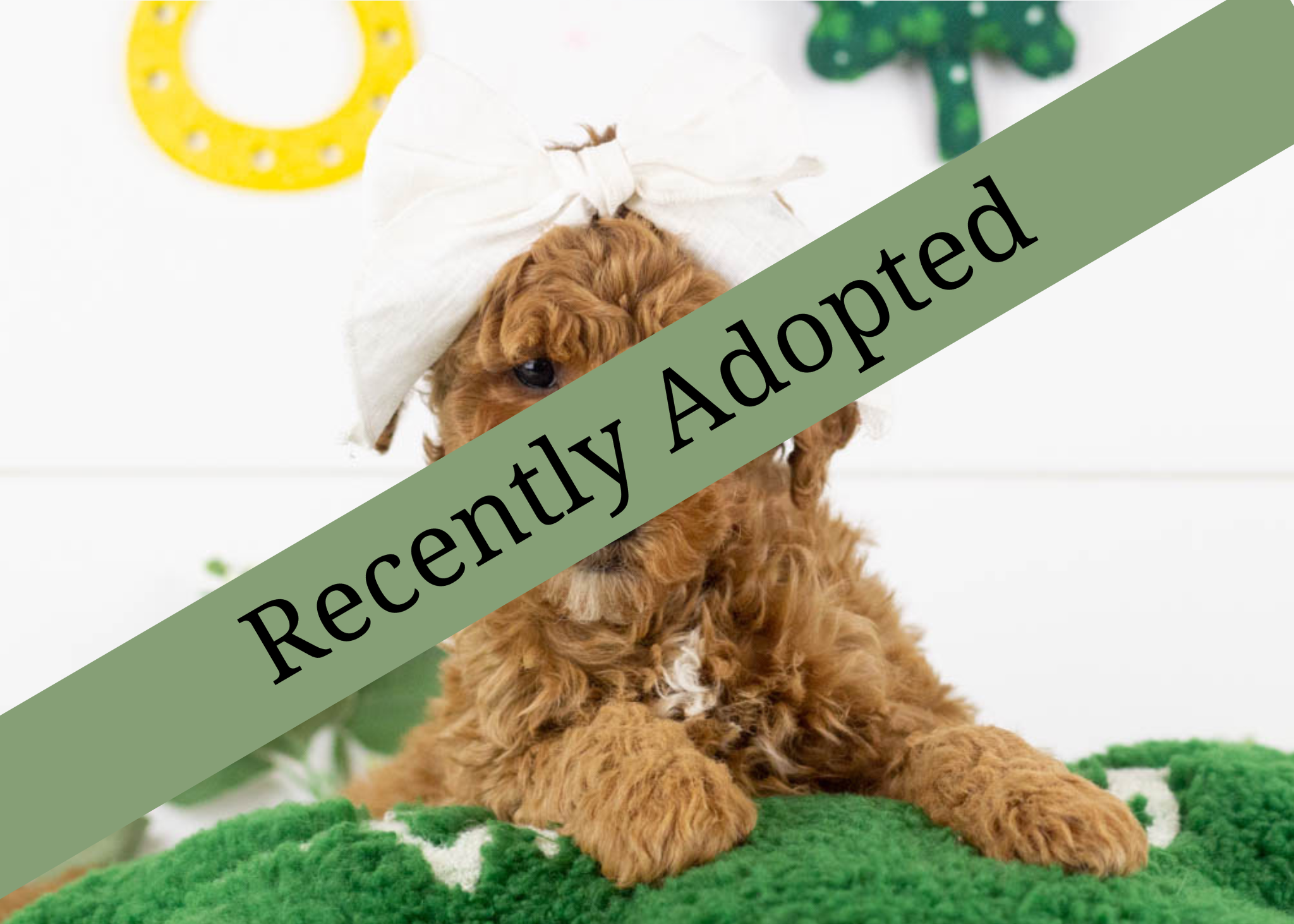 goldendoodle for sale