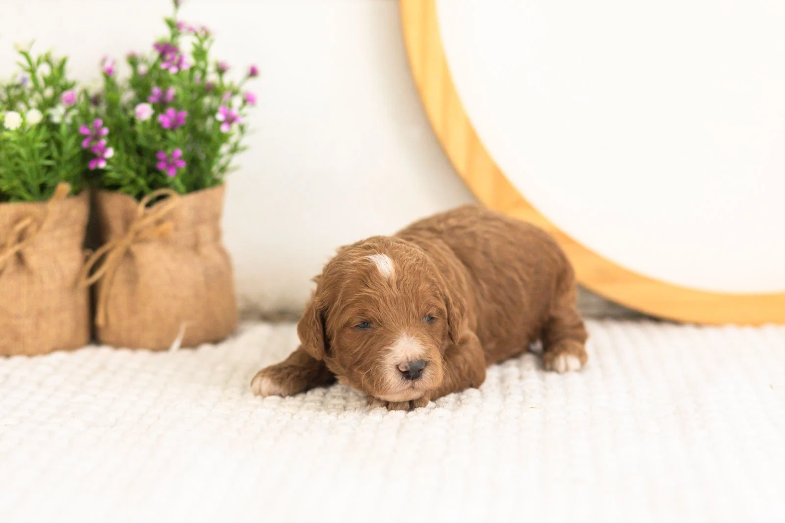 Kai goldendoodle for sale(1).jpg