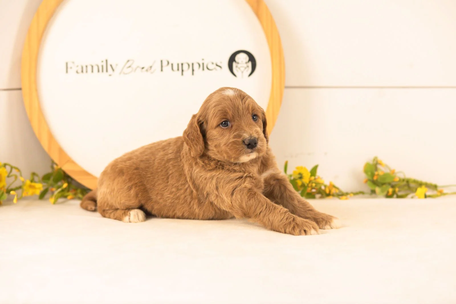 Ophelia goldendoodle for sale(1).jpg