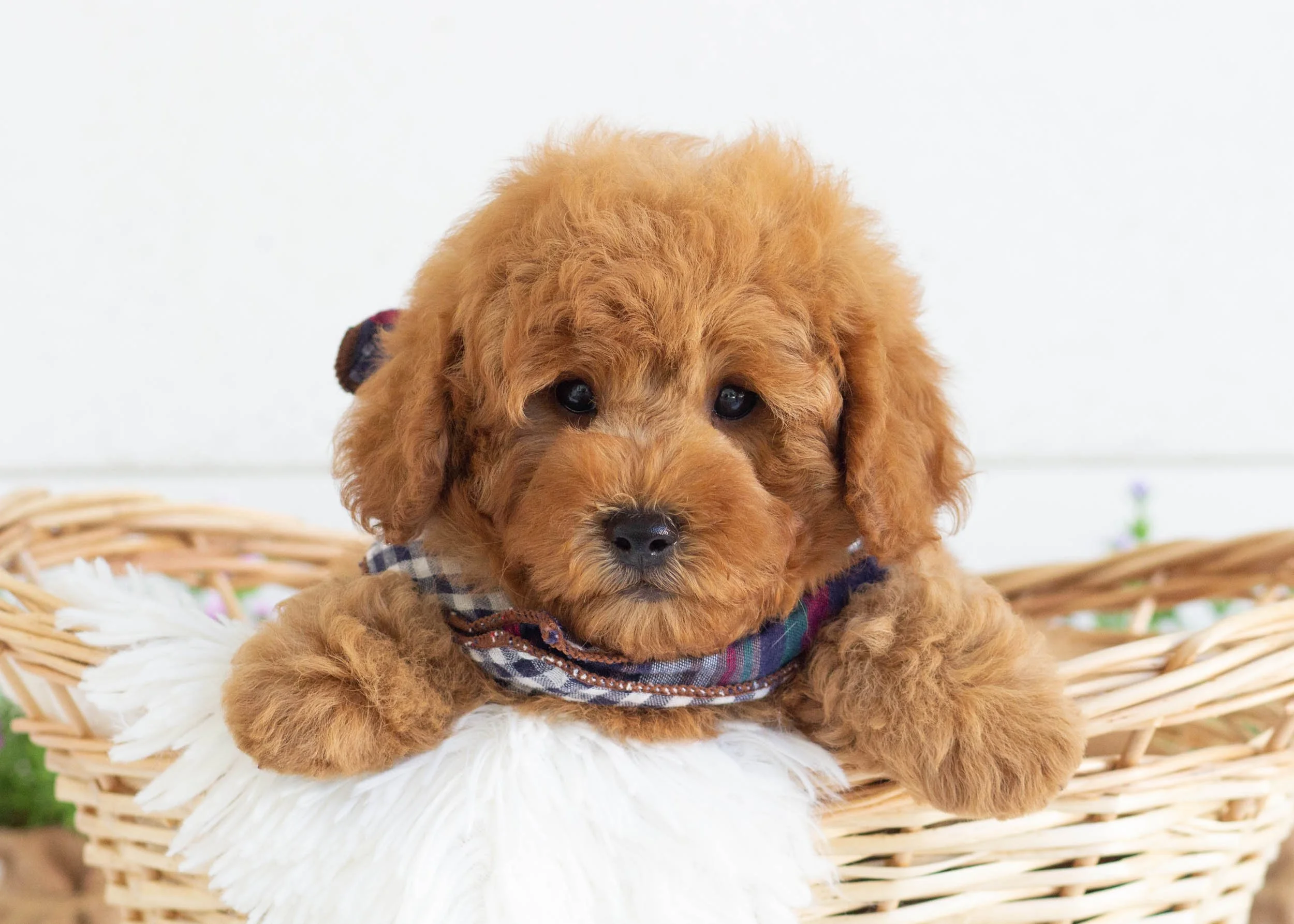 Gusgus Goldendoodle For Sale(1).jpg