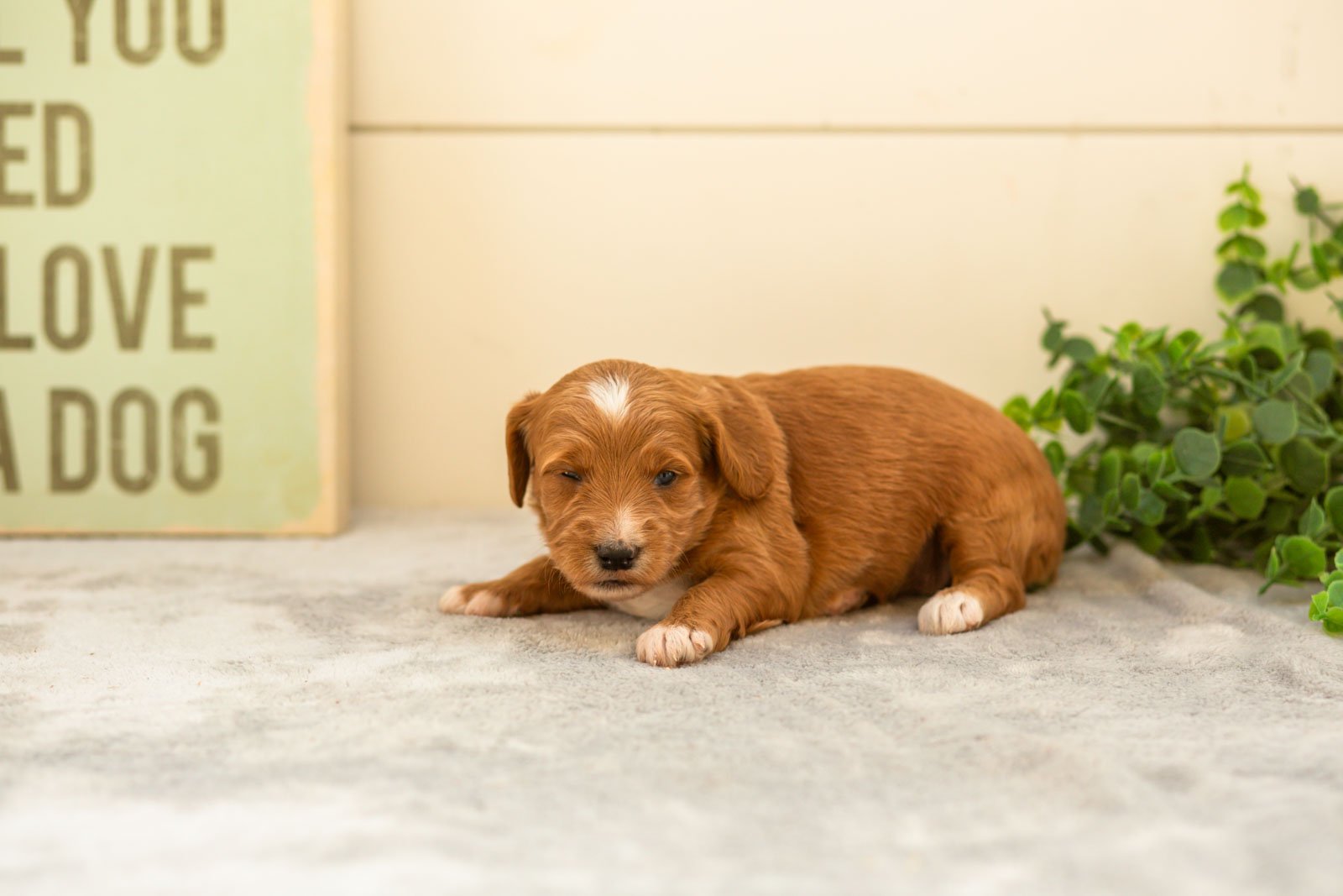 Espresso goldendoodle for sale(2).jpg