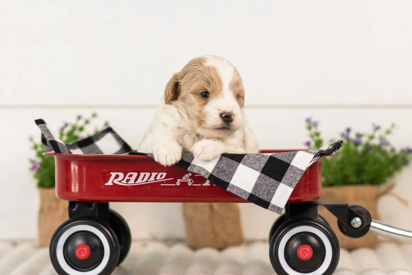 Dee goldendoodle for sale.jpg