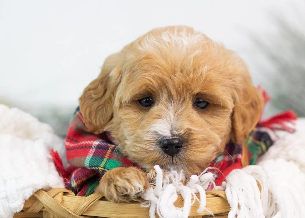 Moose goldendoodle for sale(1).jpg
