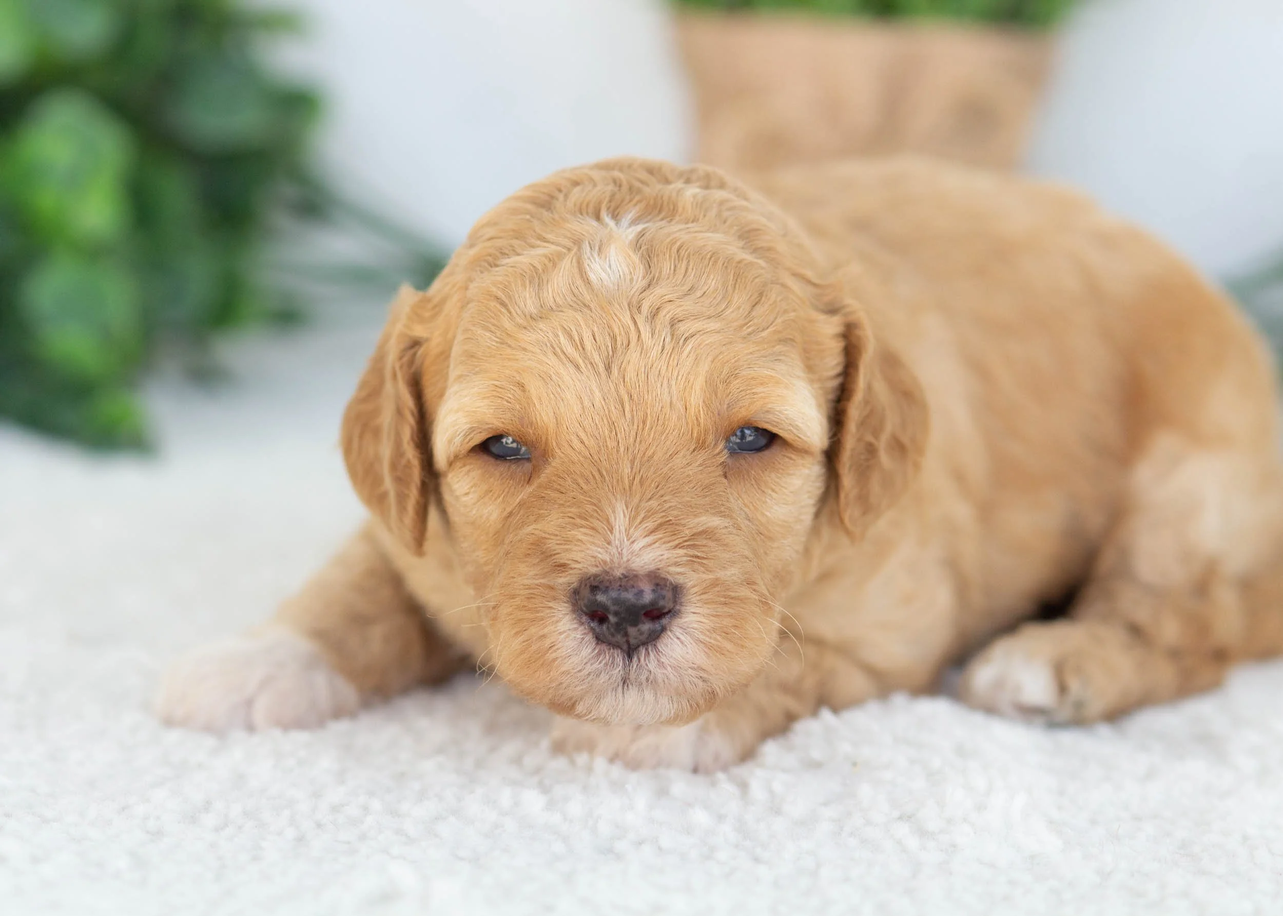 Charlie Goldendoodle for sale.jpg