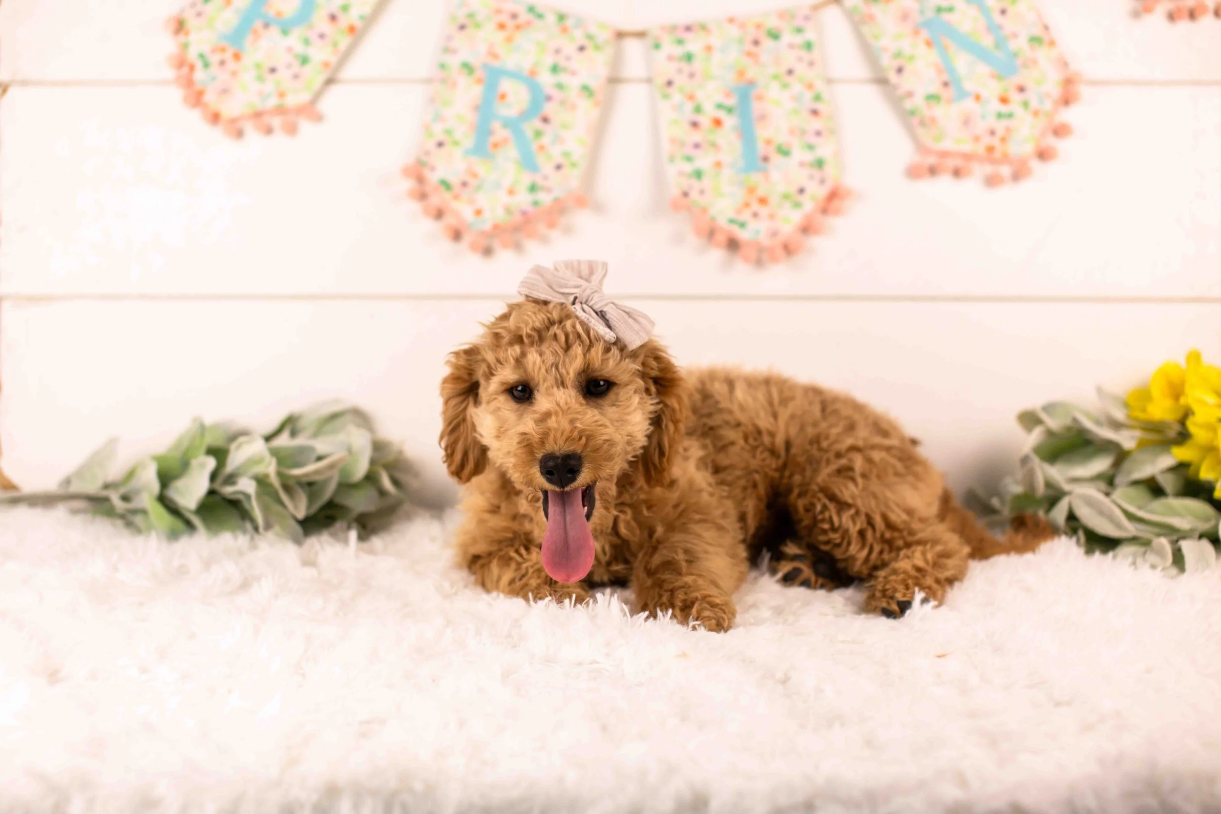Georgia goldendoodle for sale(2).jpg