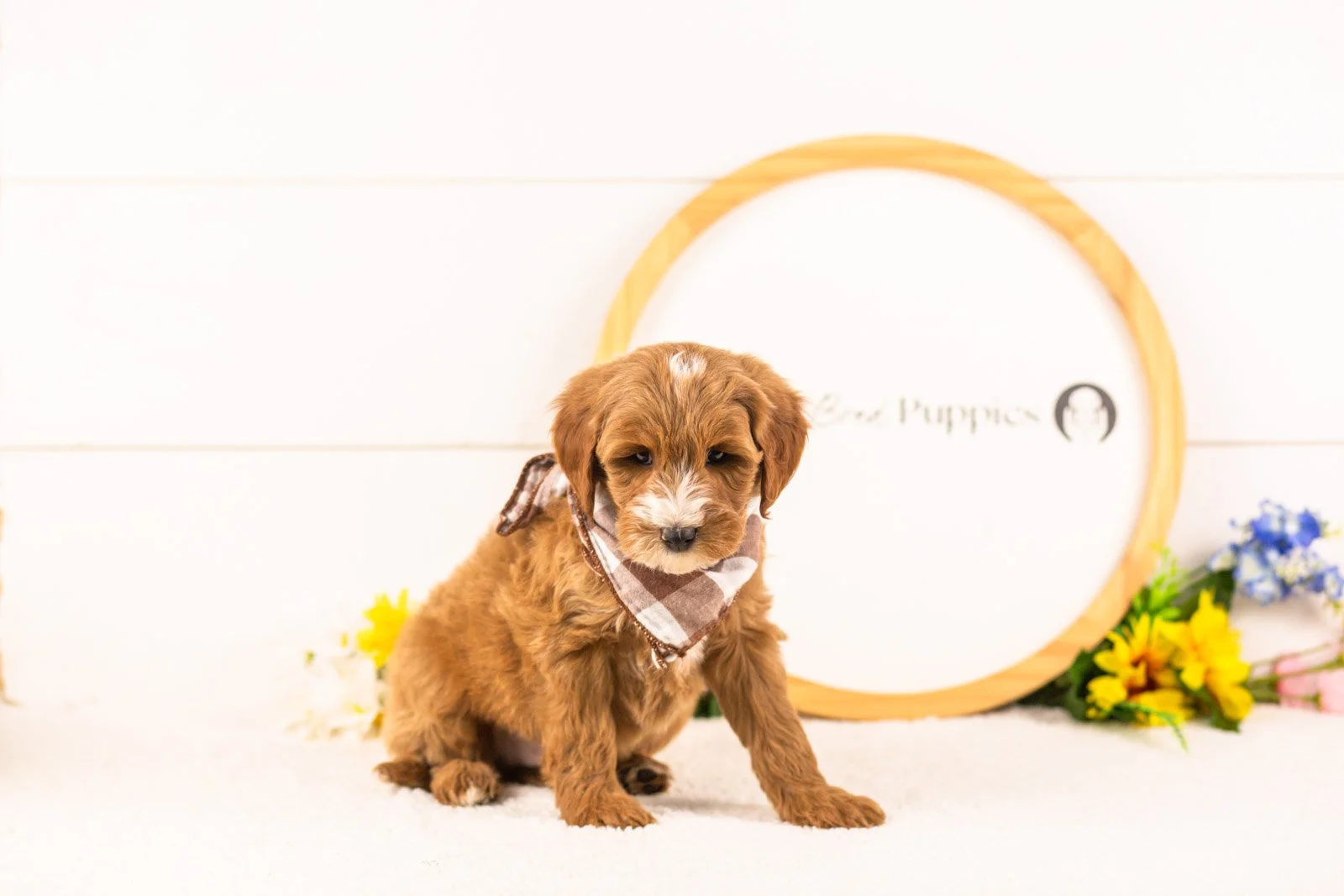 fido goldendoodle for sale(1).jpg