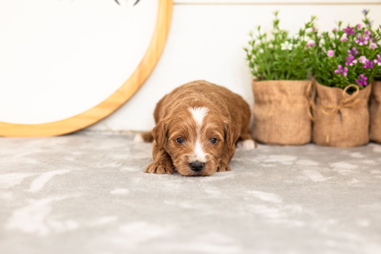 Ash goldendoodle for sale(1).jpg