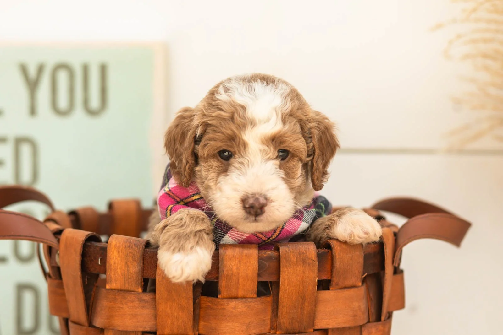 Cardinal goldendoodle for sale.jpg