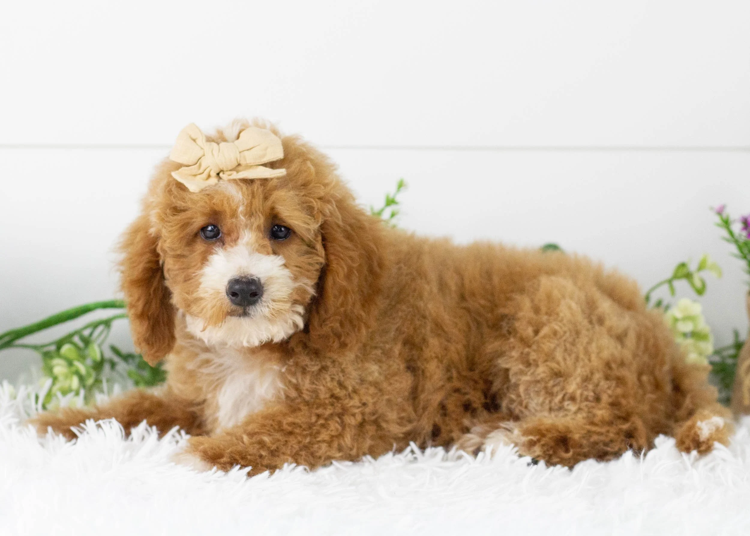 Tina goldendoodle for sale(1).jpg