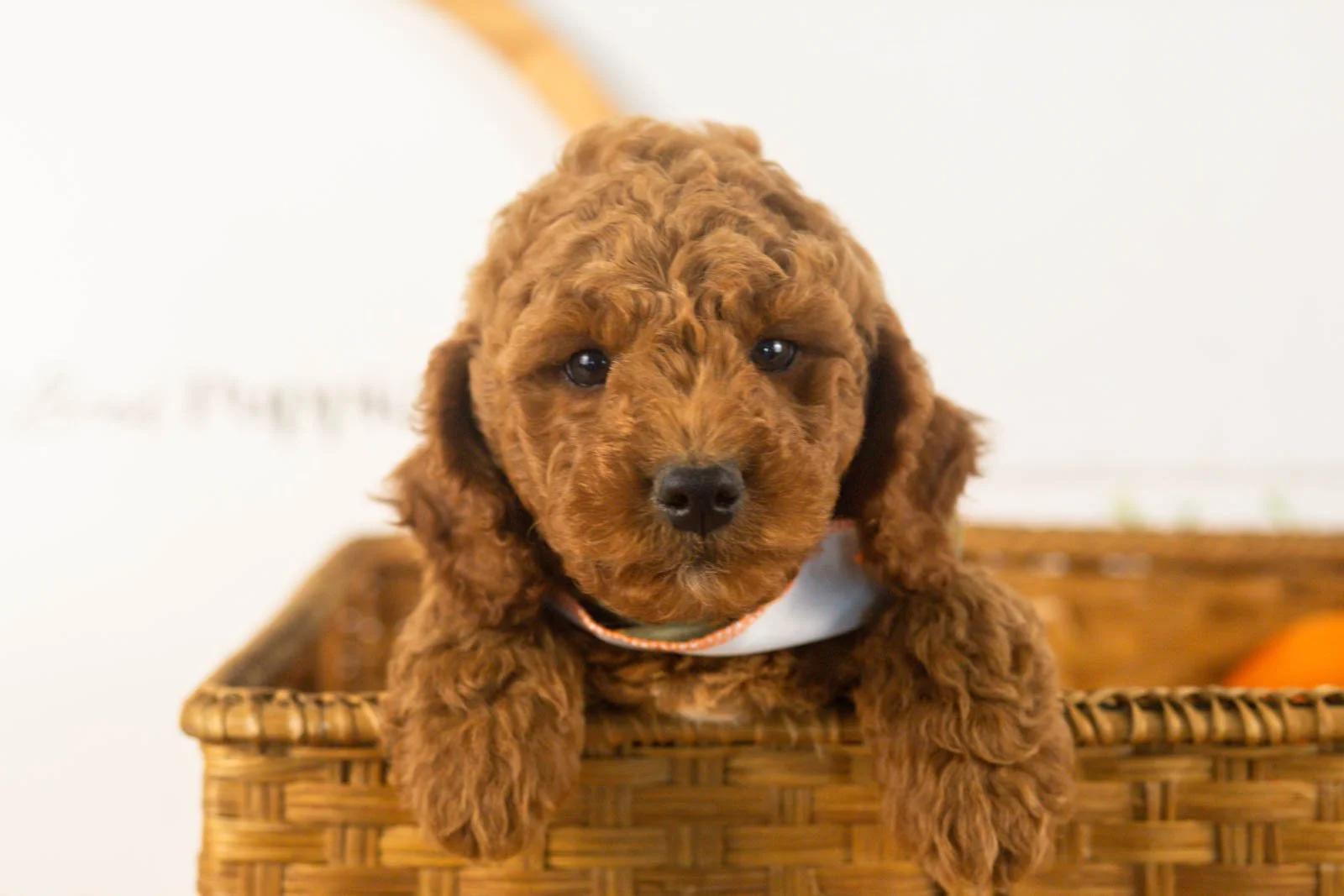 Glacier goldendoodle for sale(1).jpg