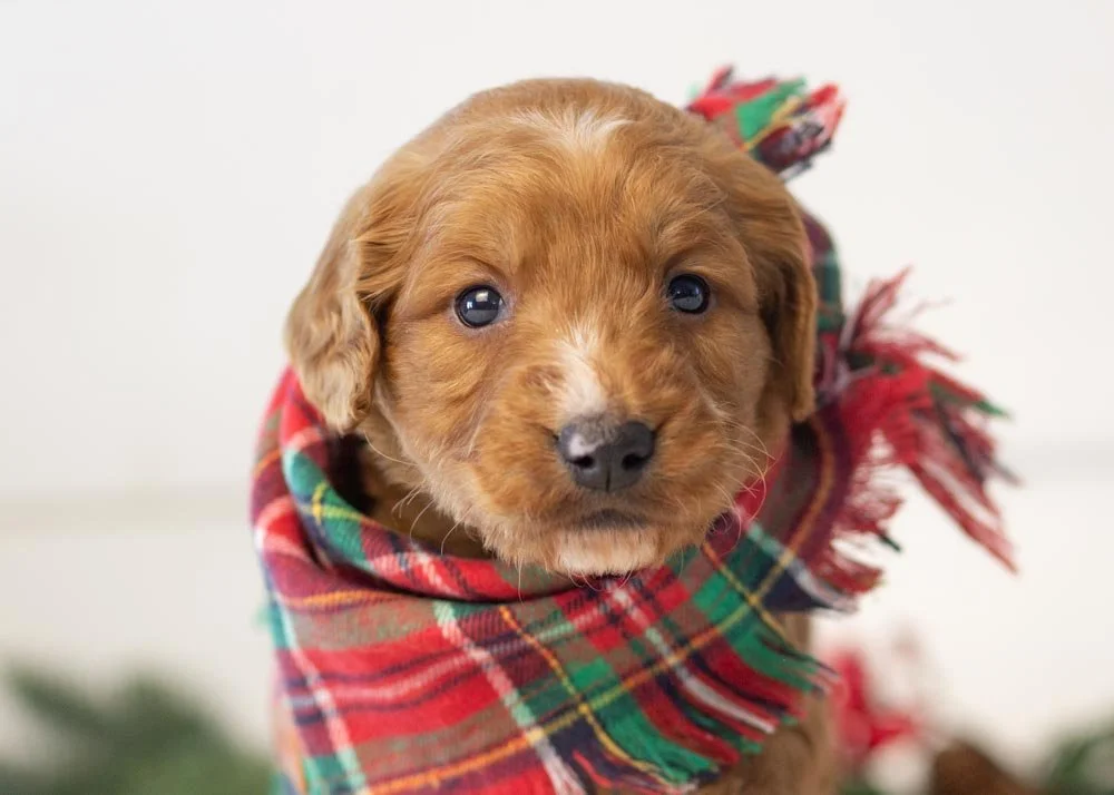 Almond goldendoodle for sale(2).jpg