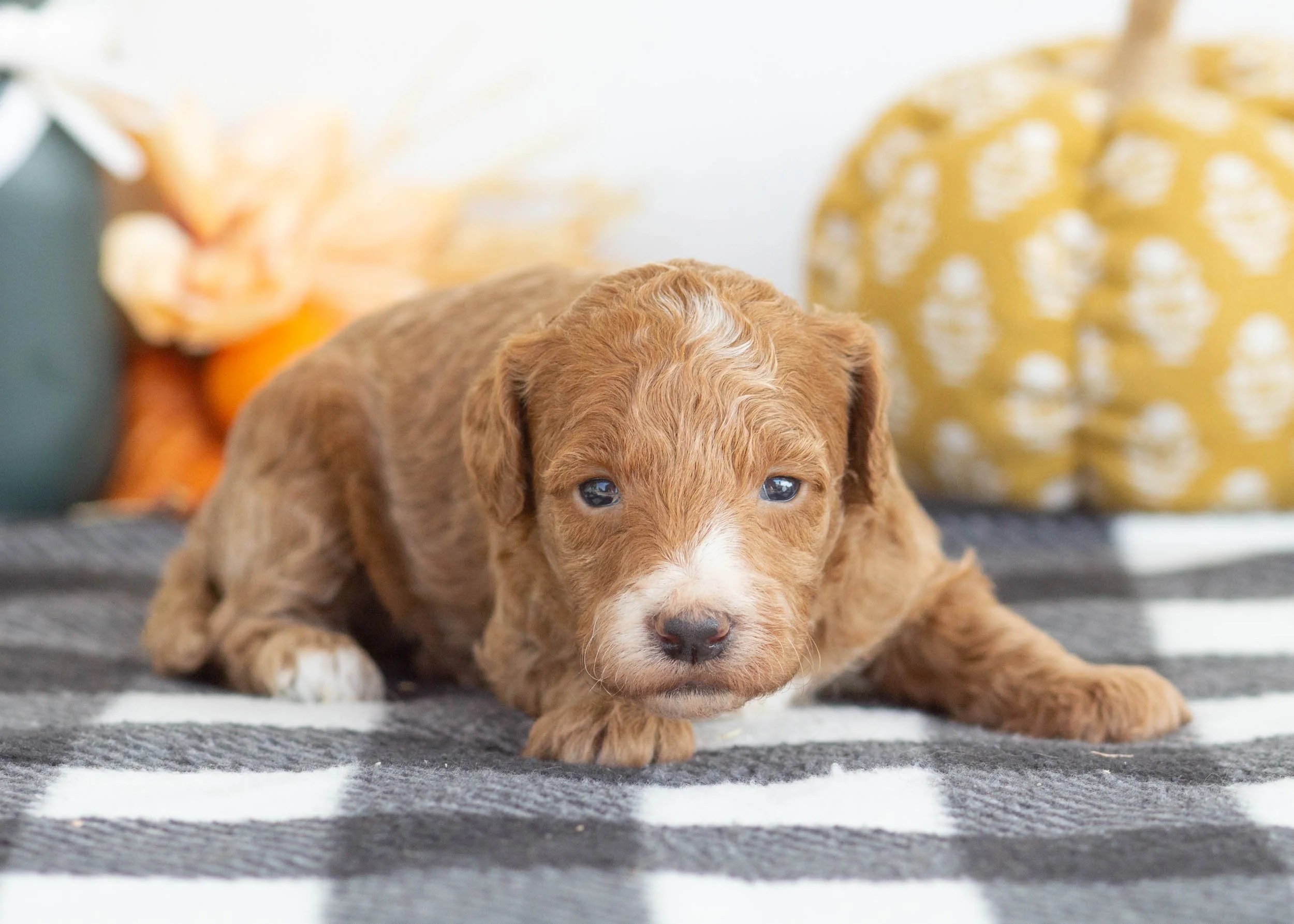 goldendoodle for sale Gala(3).jpg