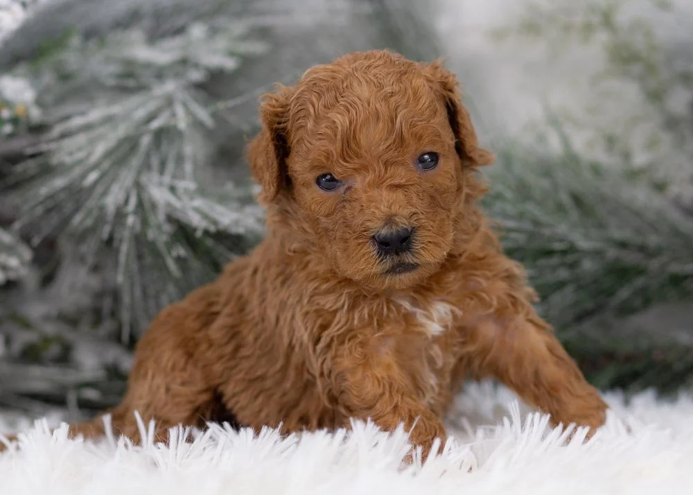 goldendoodle for sale