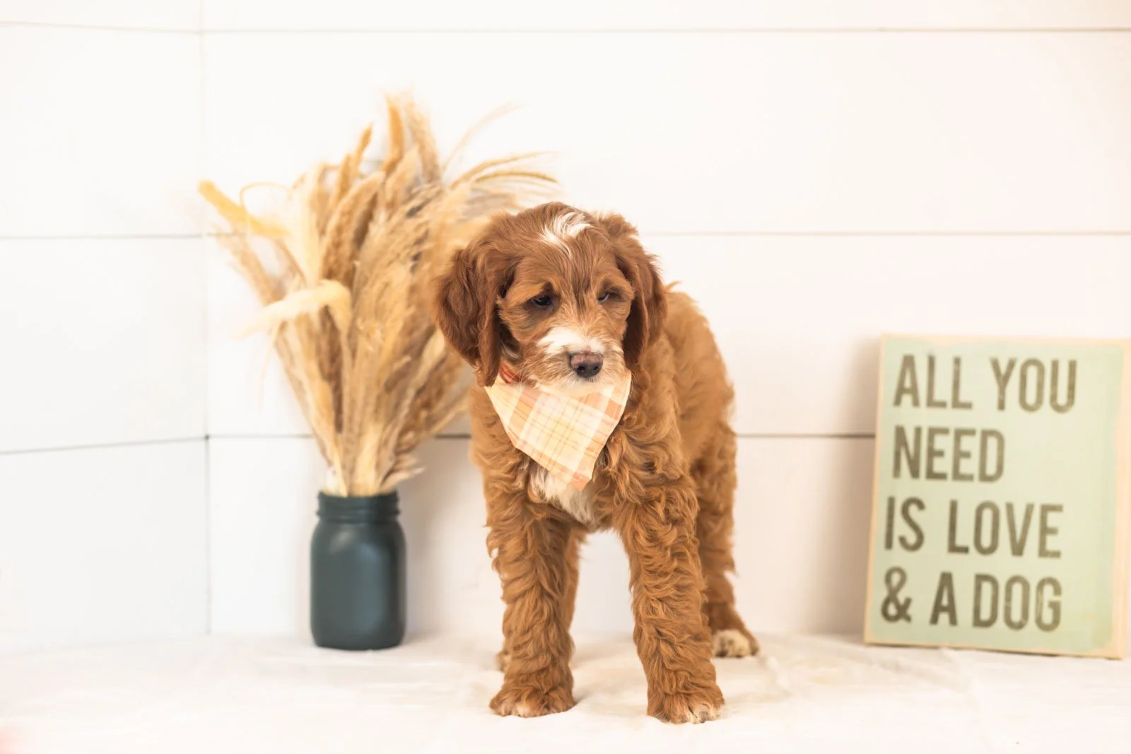 Abel goldendoodle for sale(3).jpg