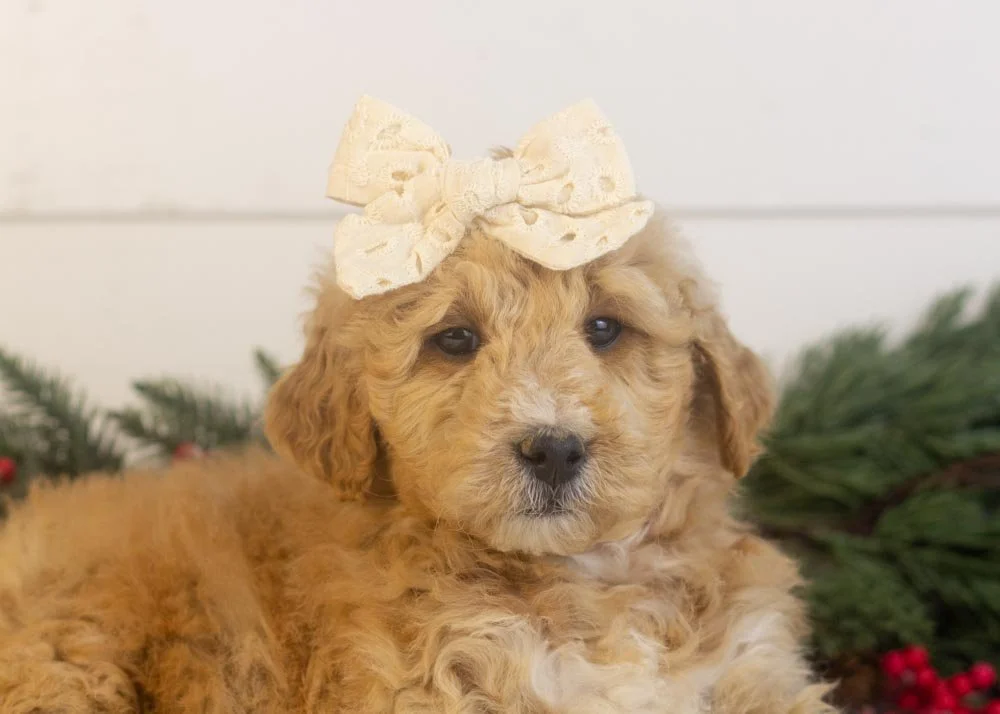 Fox goldendoodle for sale(2).jpg
