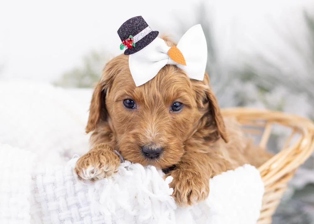 Jazz goldendoodle for sale.jpg